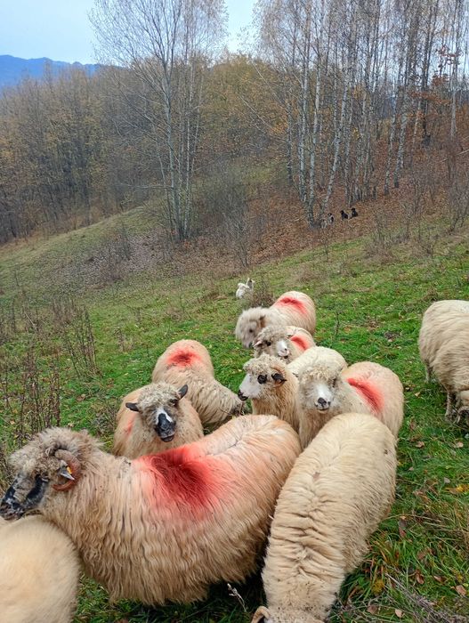 Vand 7 oi bune de tinut