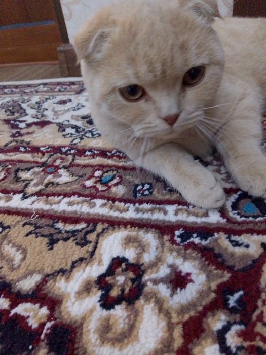 Шотландская вислоухая