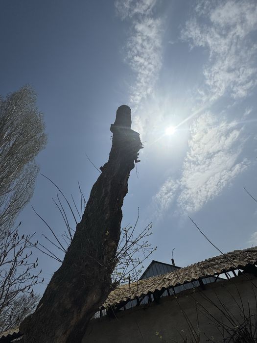 Продается ДРОВА клен