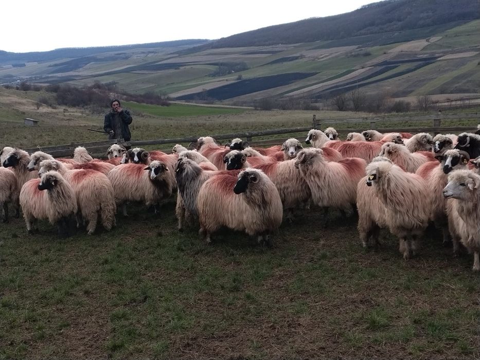 Vând 60 de oi tinere