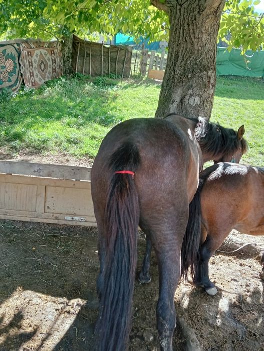 Mnza de vânzare cuminte