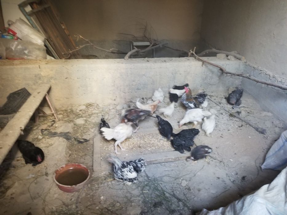 Yaponcha xarxili bor 70dan 100mingacha