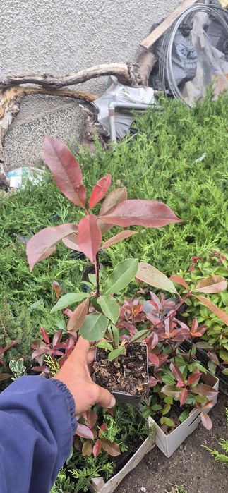 Сребрист смърч, Фотиния, лавровишна, кипарис, лейланд, туя, нандина