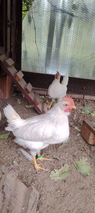 Cocosi din rasa Leghorn