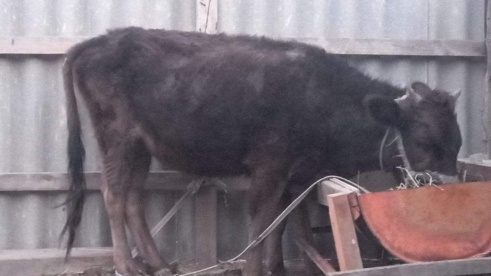 Тана сатылады жағдайы жақсы