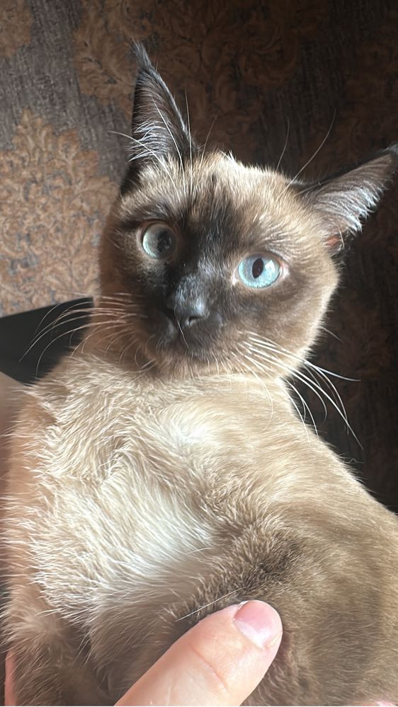 Сиамский кот