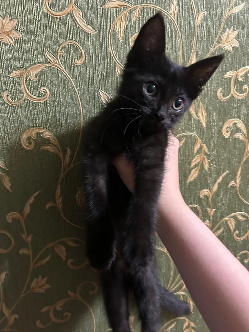 Котенок(девочка)