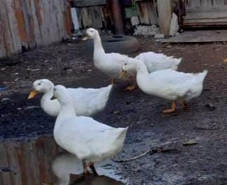 Продам срочно уток
