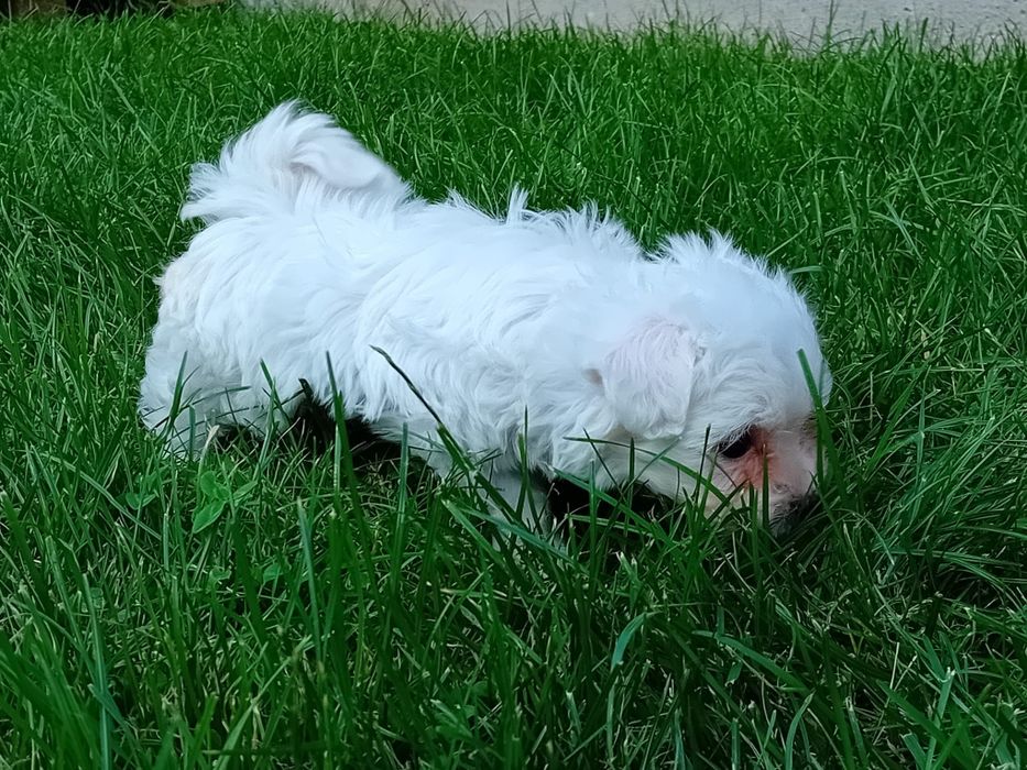 Bichon (Bison) maltez/ maltesse miny