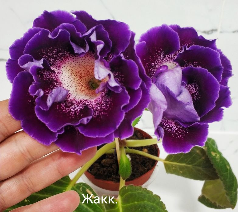 Цветущие глоксинии.