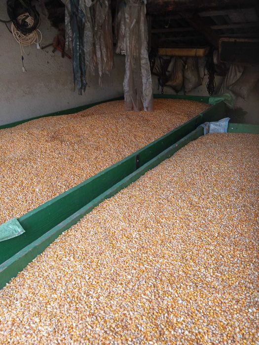 Vand porumb recoltat in luna Noiembrie 2025