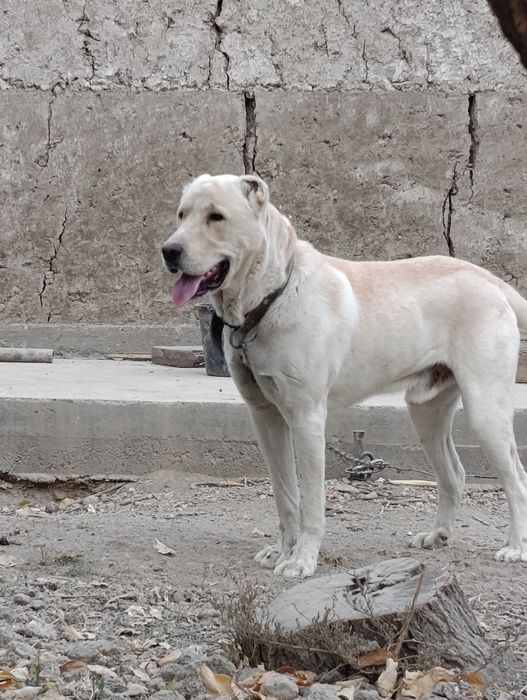 Вязка Алабай. Линия ок куш.