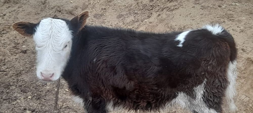 Ұрғашы бұзау сатылады