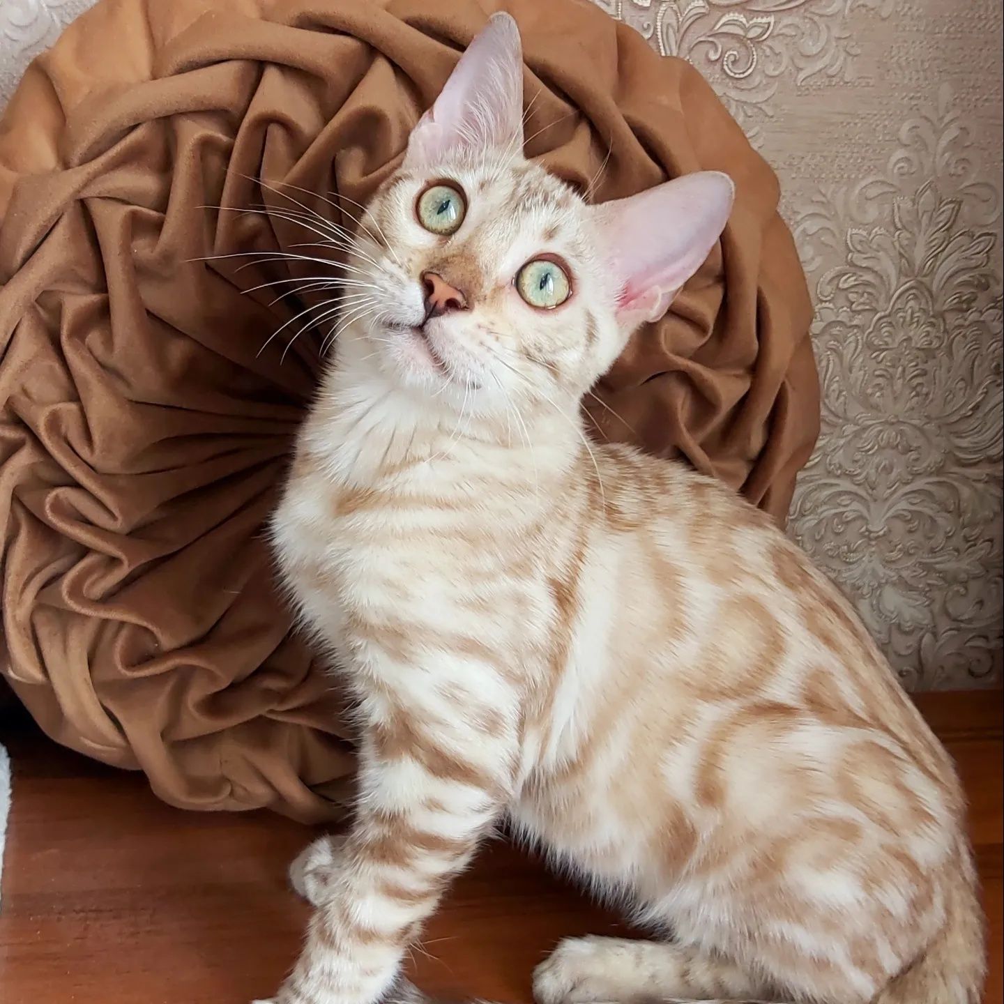 Снежные бенгальские леопардики. SNOW BENGAL