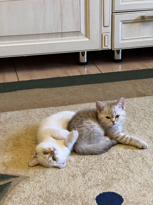 Пародистые котики