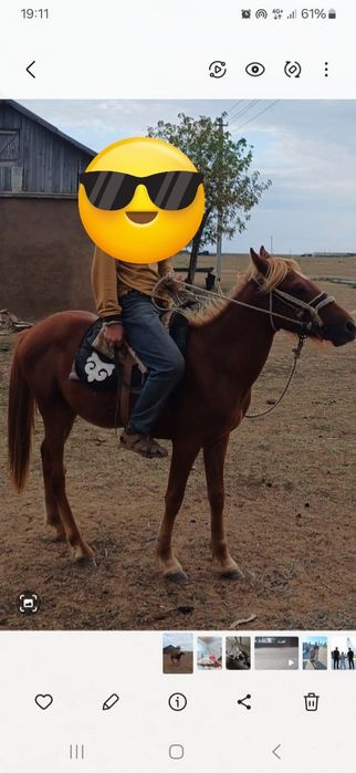 Еркек тай  сатамын