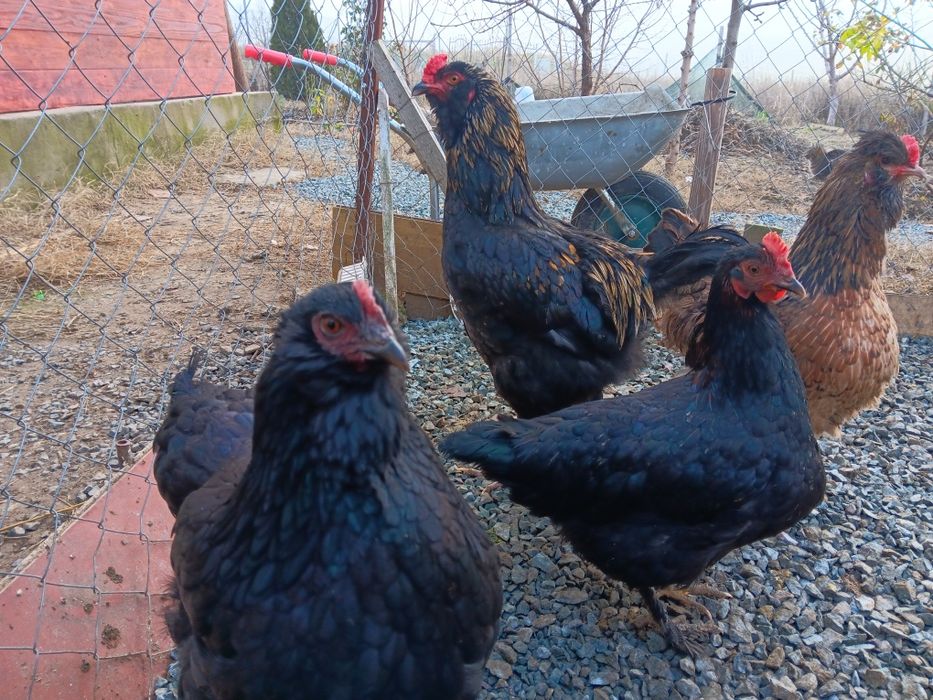 Oua pt incubat de la pasarile din imagini