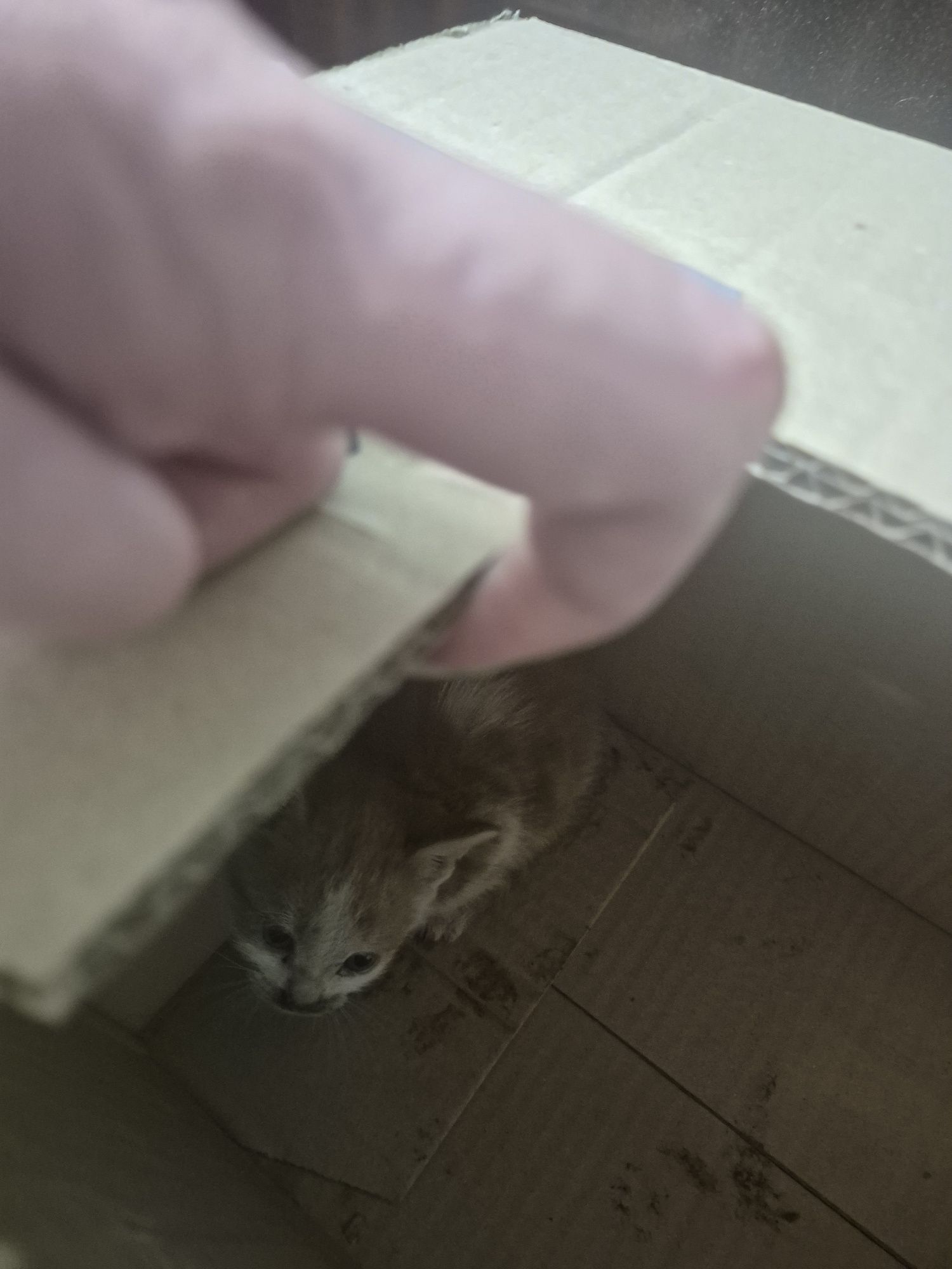 Котета търсят дом спешно