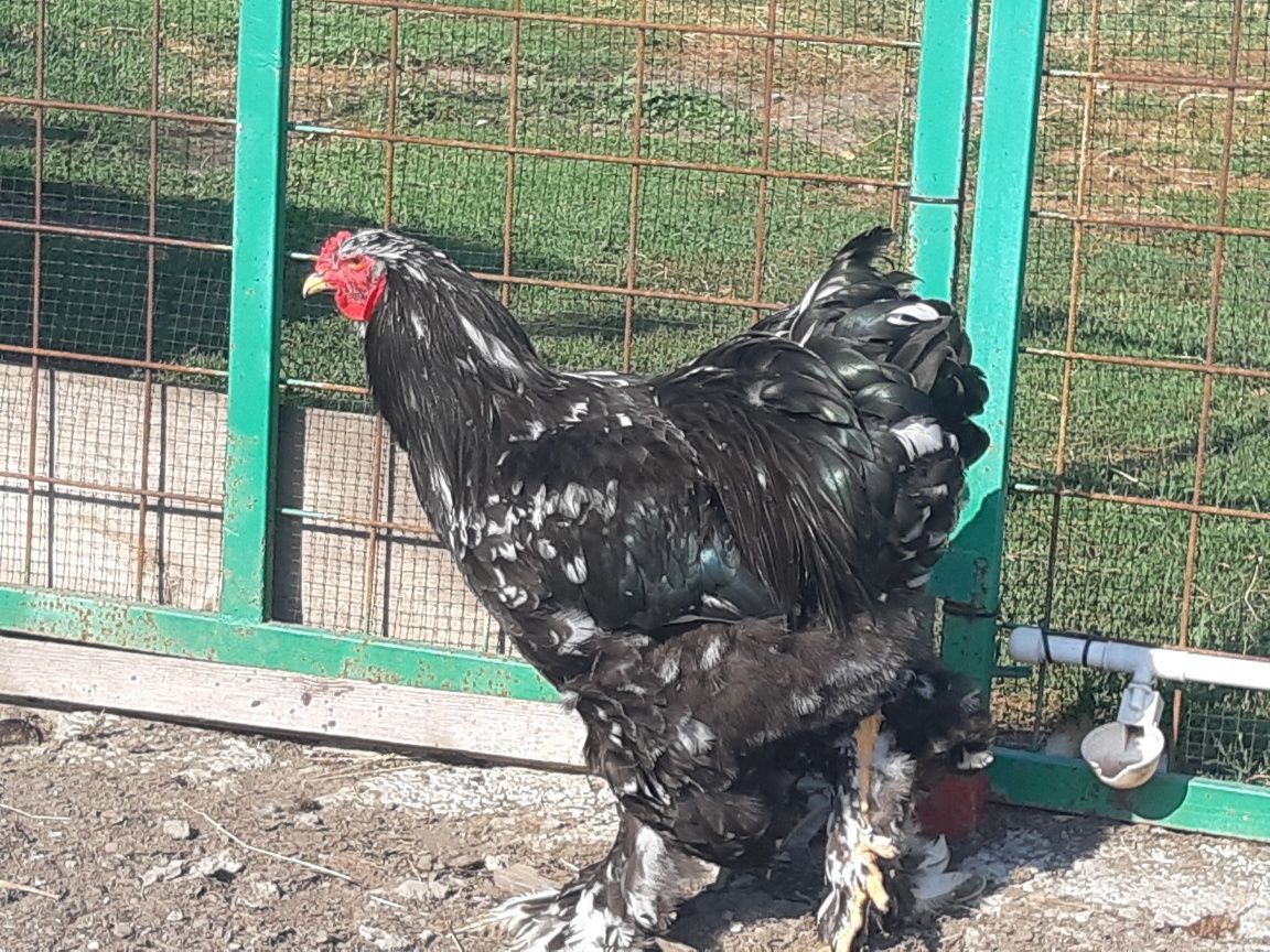 Cocos  tanar 4luni