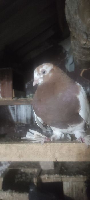 Продаются голуби