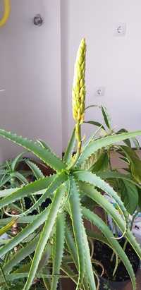 Aloe vera, specia Barbadensis si Arborescens