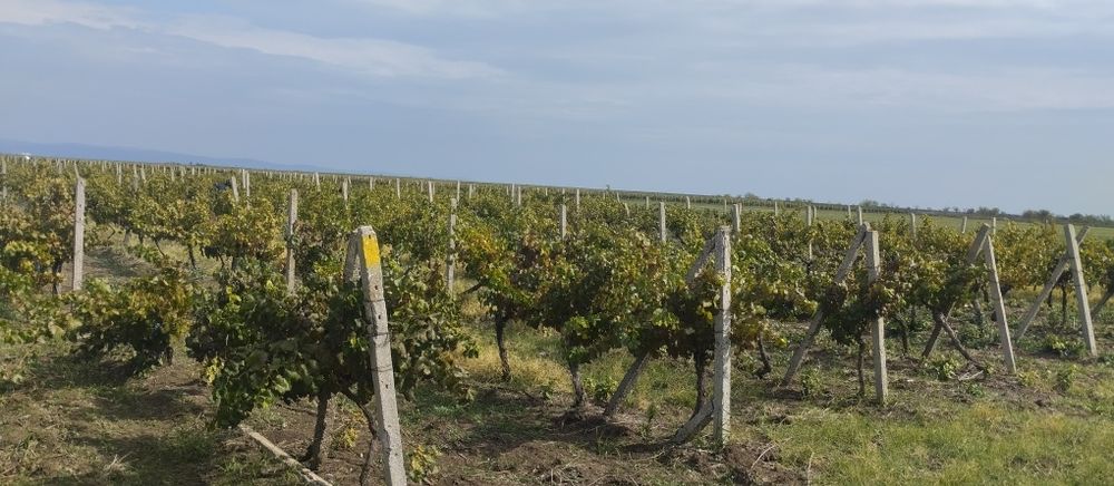 Продавам лозе сорт Каберне гр.Поморие