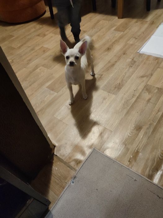 Продавам кученце Чихуахуа Пинчер