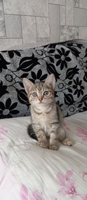 Отдам котёнка в добрые руки