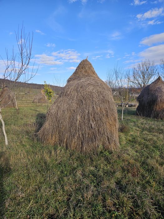 Claii de fan de vânzare