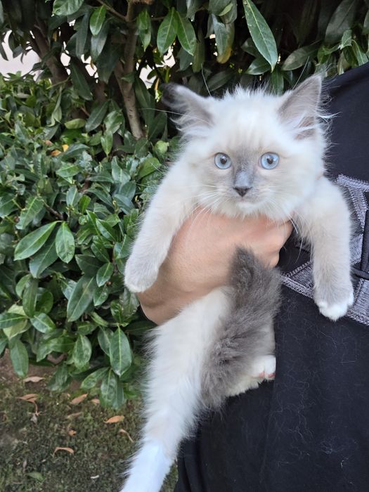 Ragdol/Рагдол на 3 месеца Две женски с родословие