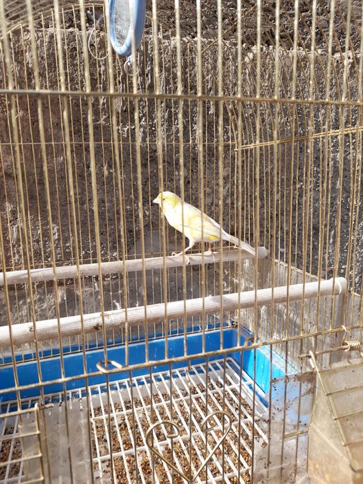 Канарейка самка .