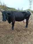 Vaca rasa Holstein de vanzare preț negociabil