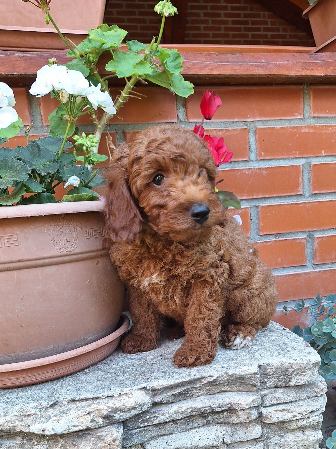 Pudel/caniche pitic