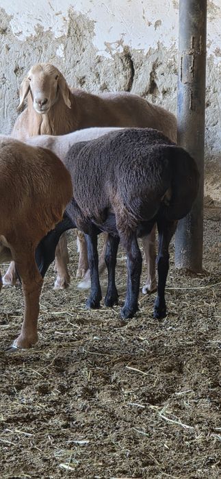 2 tish arashan qo'chqor sotiladi liniyasi bor