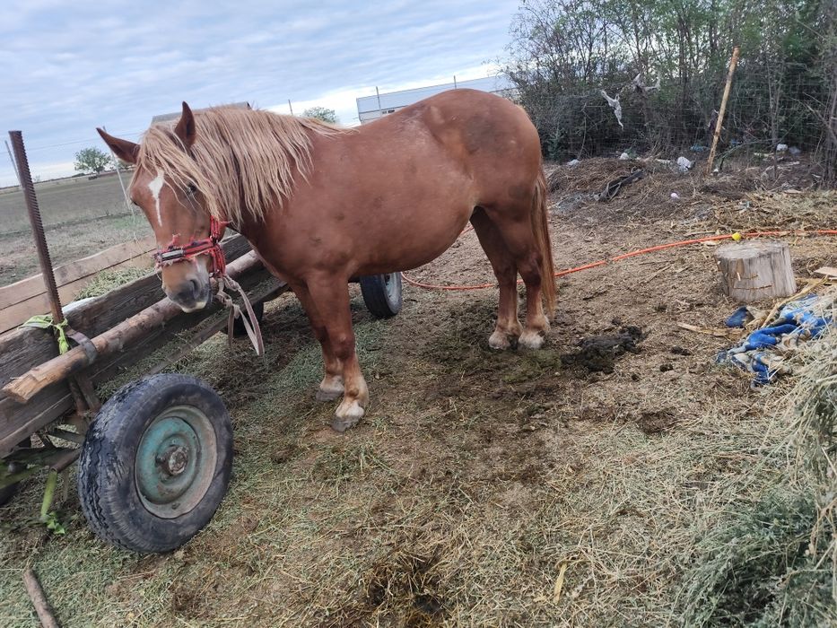 Iapa 5ani buna de Ham