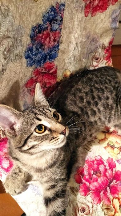 Отдадим котенка в хорошие руки