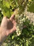Struguri de vin