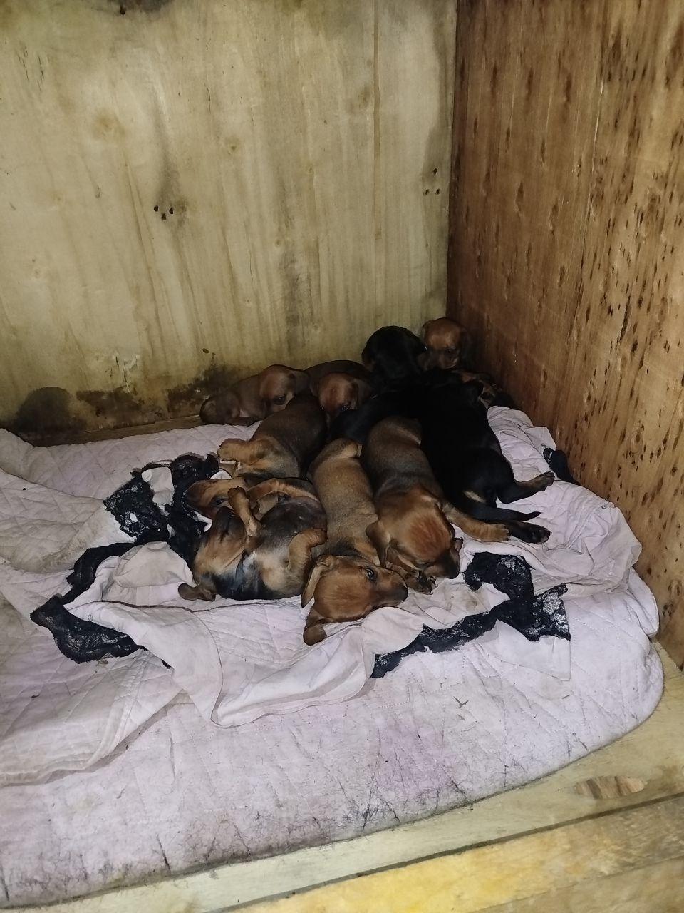 Продаются щенки таксы.