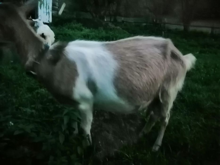 Vand capra zanen buna de lapte la a 3 fătare