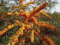 Облепиха (Hippophae)