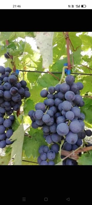 Butasi de vita de vie de anul 2 și de anul 2