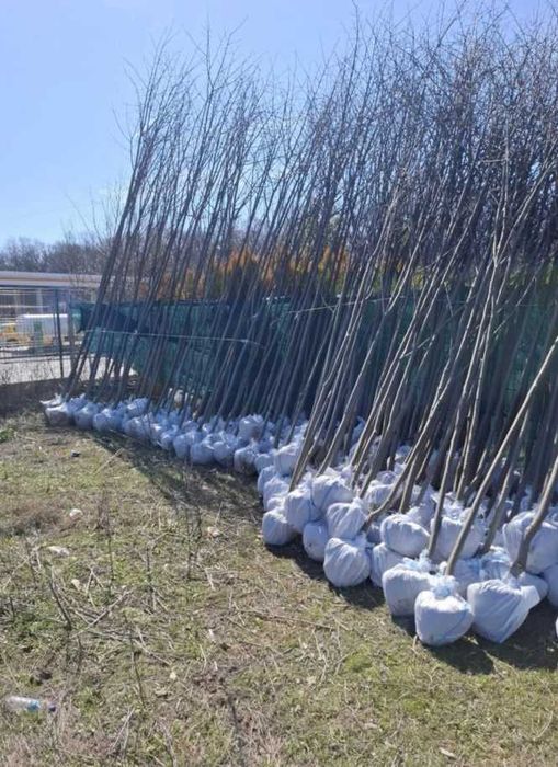 Arțar, salcâm și tei – frumusețe naturală în grădini