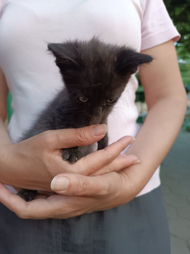 Котенца търсещи дом