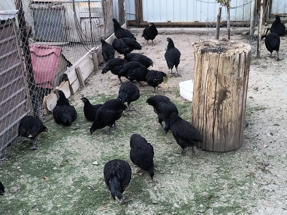 Vând pui australorp