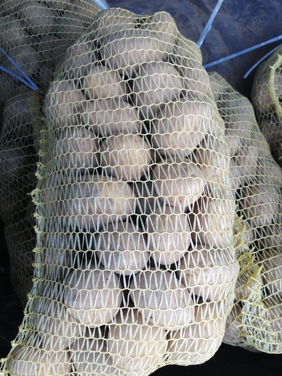 Картофи за семе сорт Сорая клас Б  20-35мм