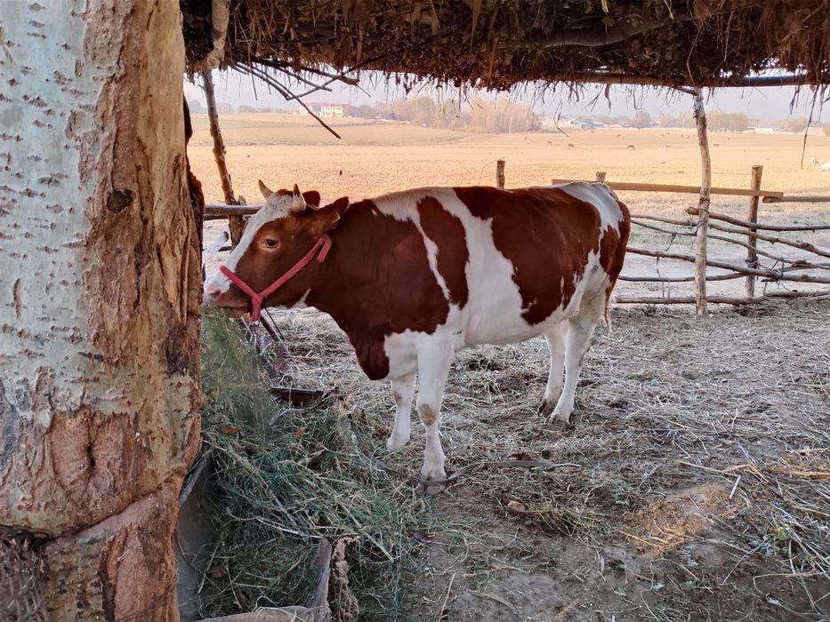 Красный пестрааа