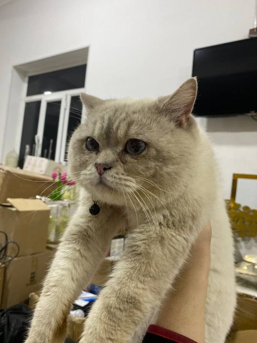 Britanskiy shinshila