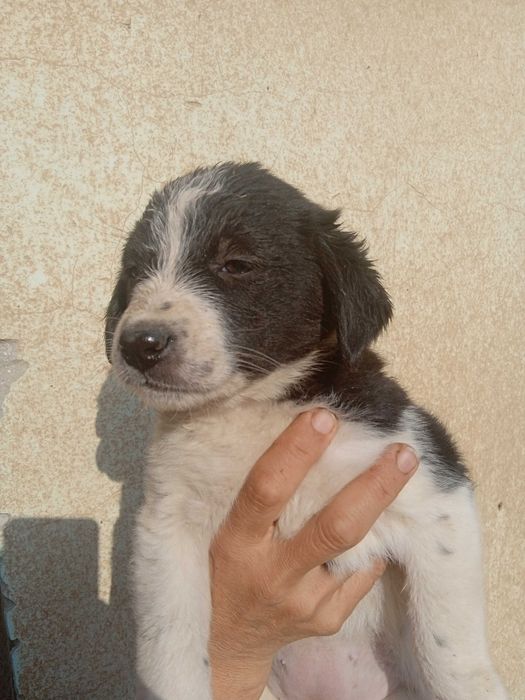 Пристроить собак