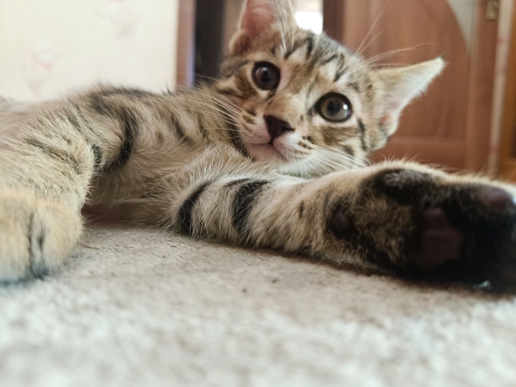 Домашние котята, мыргаулар