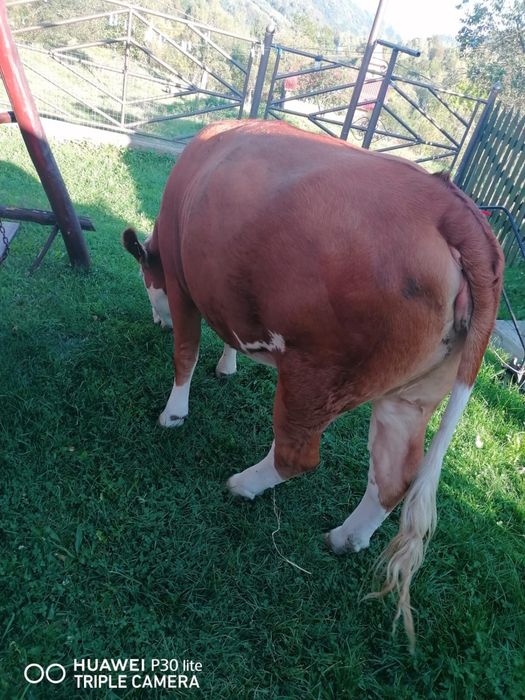Juninci baltate gestante in 2 luni cu taur angus